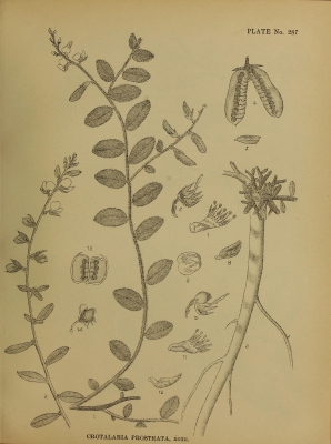 Crotalaria prostrata