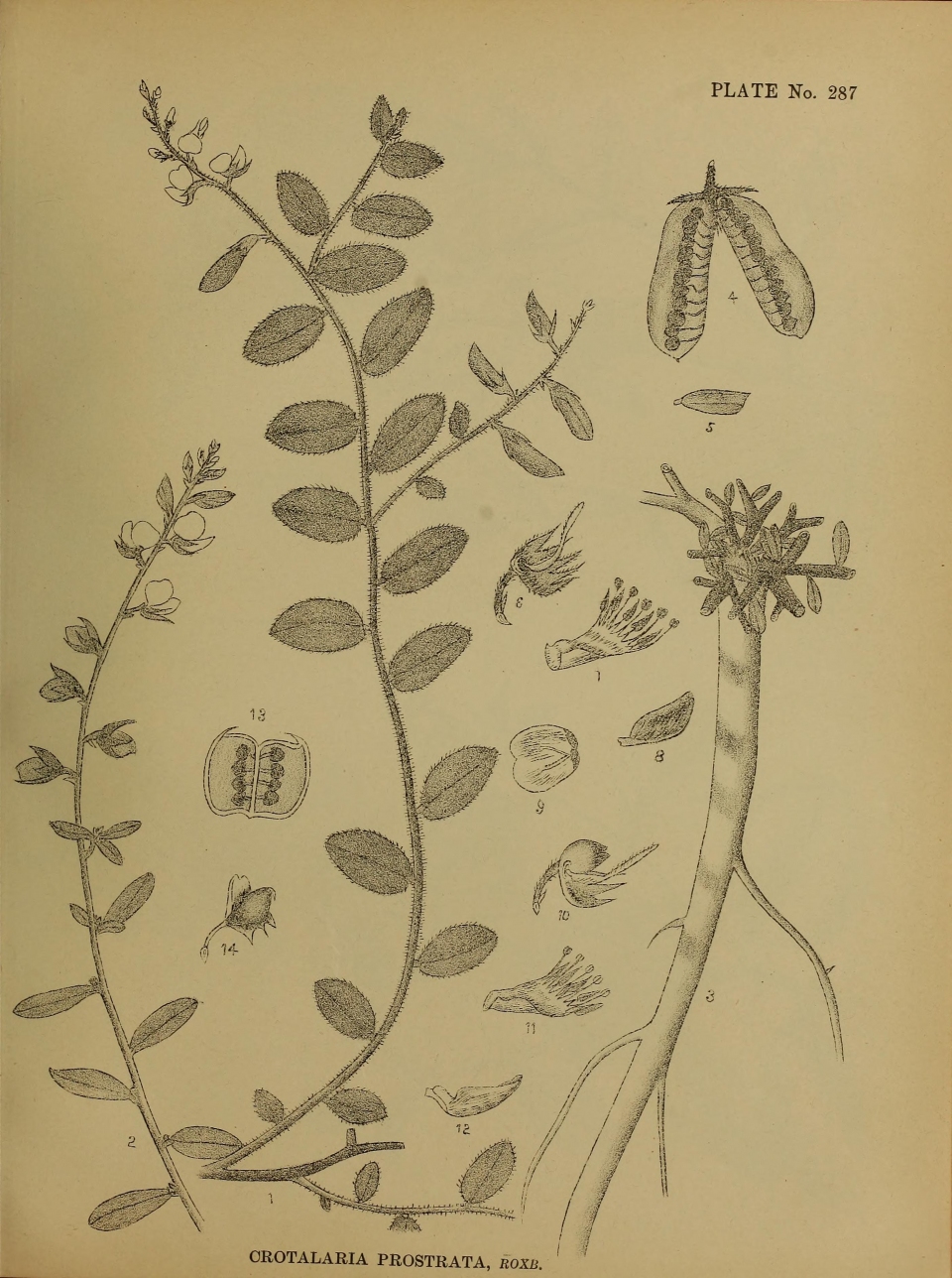 Crotalaria prostrata