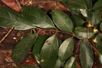 Anthonotha macrophylla