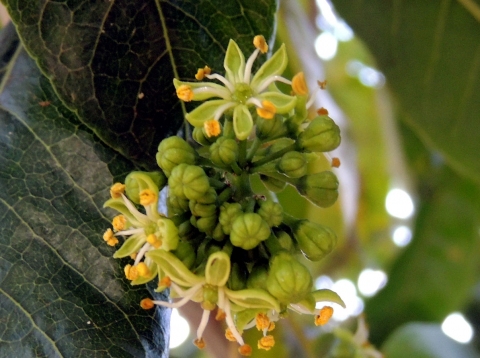 Schefflera abyssinica