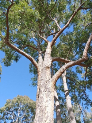 Eucalyptus cloeziana