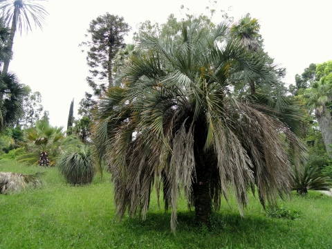 Butia odorata