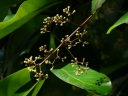 Alseodaphne semecarpifolia