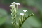 Tournefortia angustiflora
