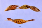 Chamaecrista diphylla