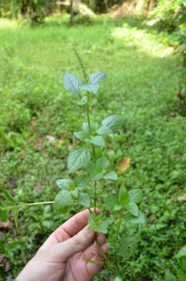 Platostoma africanum