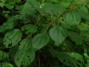 Boehmeria virgata macrophylla
