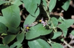 Solanum ellipticum