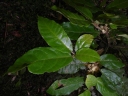 Croton humbertii