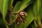 Ceriops australis
