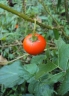 Solanum aculeatissimum