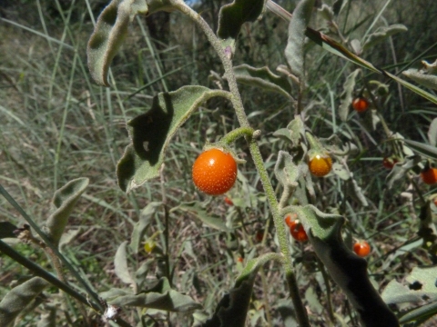 Solanum catombelense