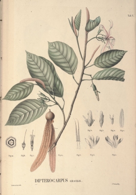 Dipterocarpus gracilis