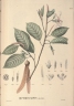 Dipterocarpus gracilis