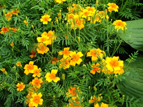 Tagetes tenuifolia