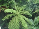 Cyathea arborea