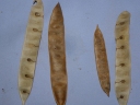 Albizia adinocephala