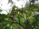 Solanum schumannianum