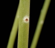 Euphorbia plagiantha