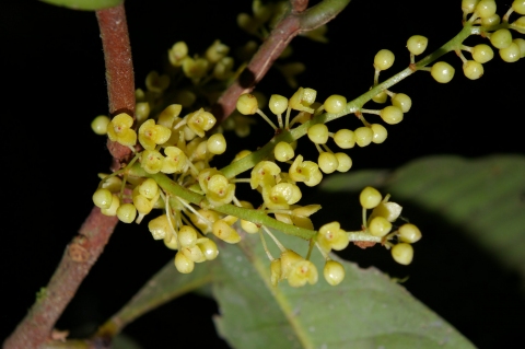 Iryanthera macrophylla