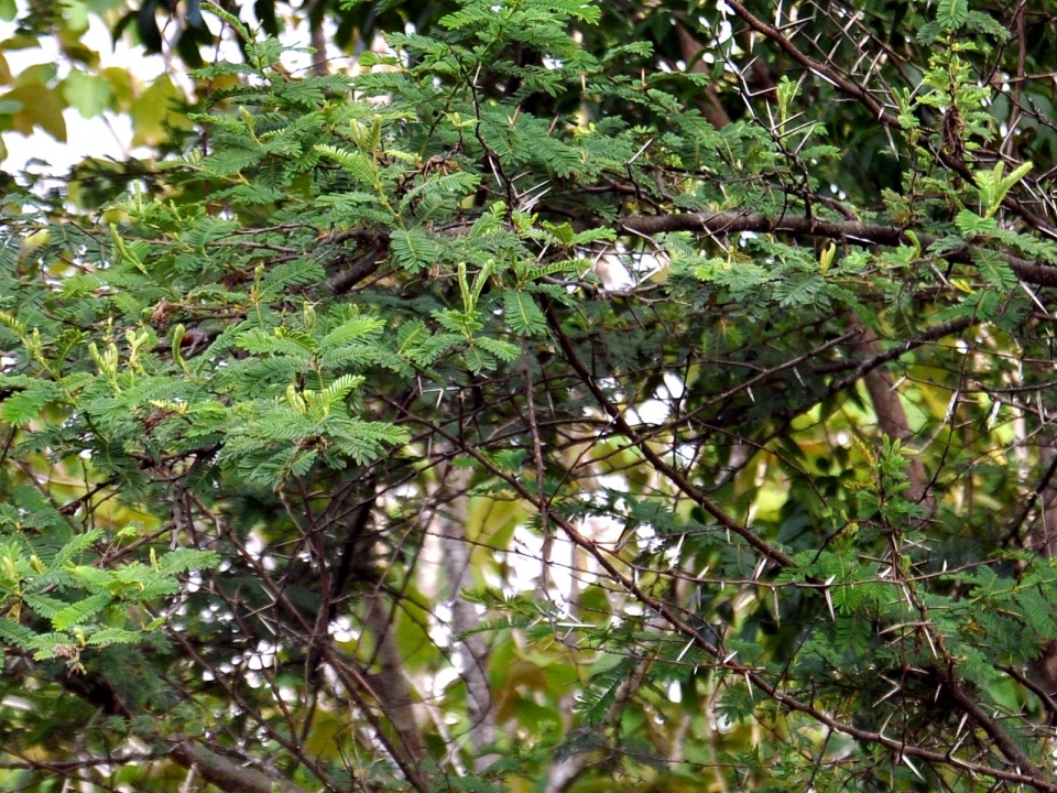 Acacia tomentosa