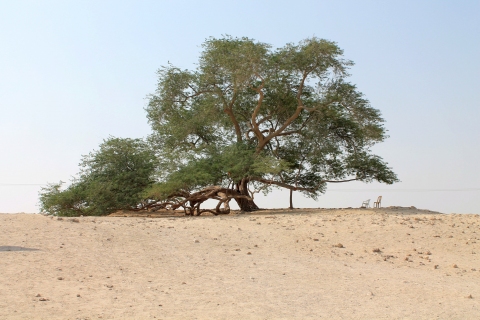 Prosopis cineraria