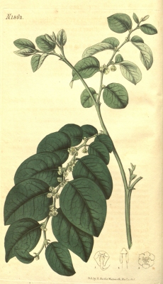 Breynia fruticosa