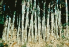 Bambusa polymorpha