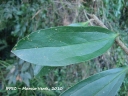 Dasyphyllum tomentosum