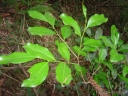 Cinnamodendron dinisii