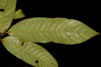 Fusaea longifolia