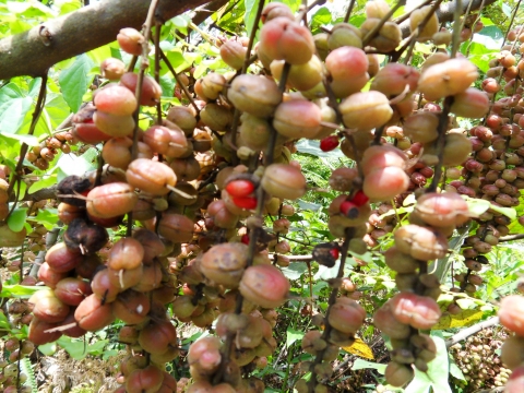 Alchornea cordifolia