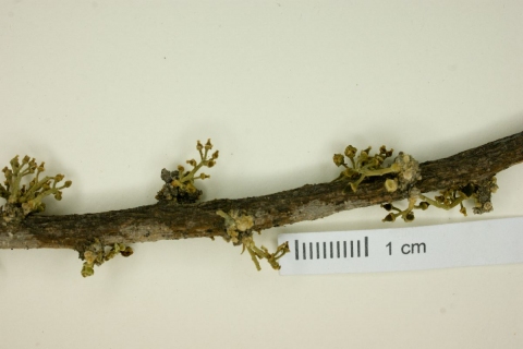Agonandra obtusifolia