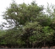 Grewia tiliifolia