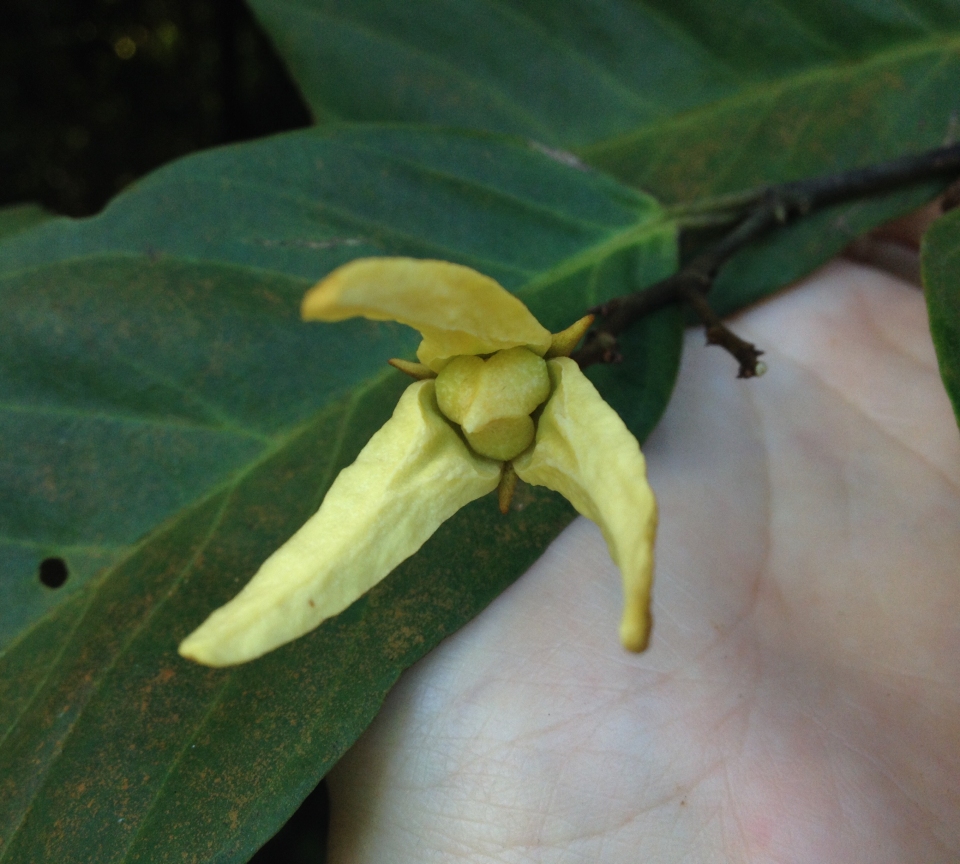 Friesodielsia biglandulosa