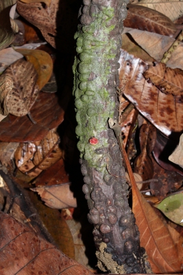 Anodendron candolleanum