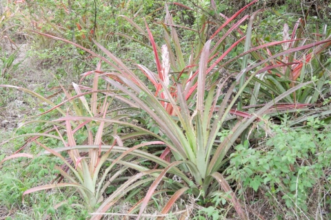 Bromelia pinguin