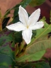 Mascarenhasia lisianthiflora