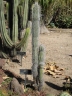 Cereus repandus