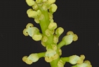 Homalanthus novoguineensis