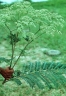 Dictyoloma vandellianum