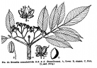 Brunellia comocladifolia