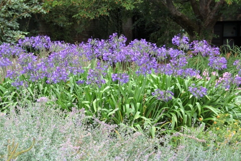 Agapanthus africanus