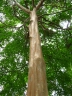 Calycophyllum spruceanum