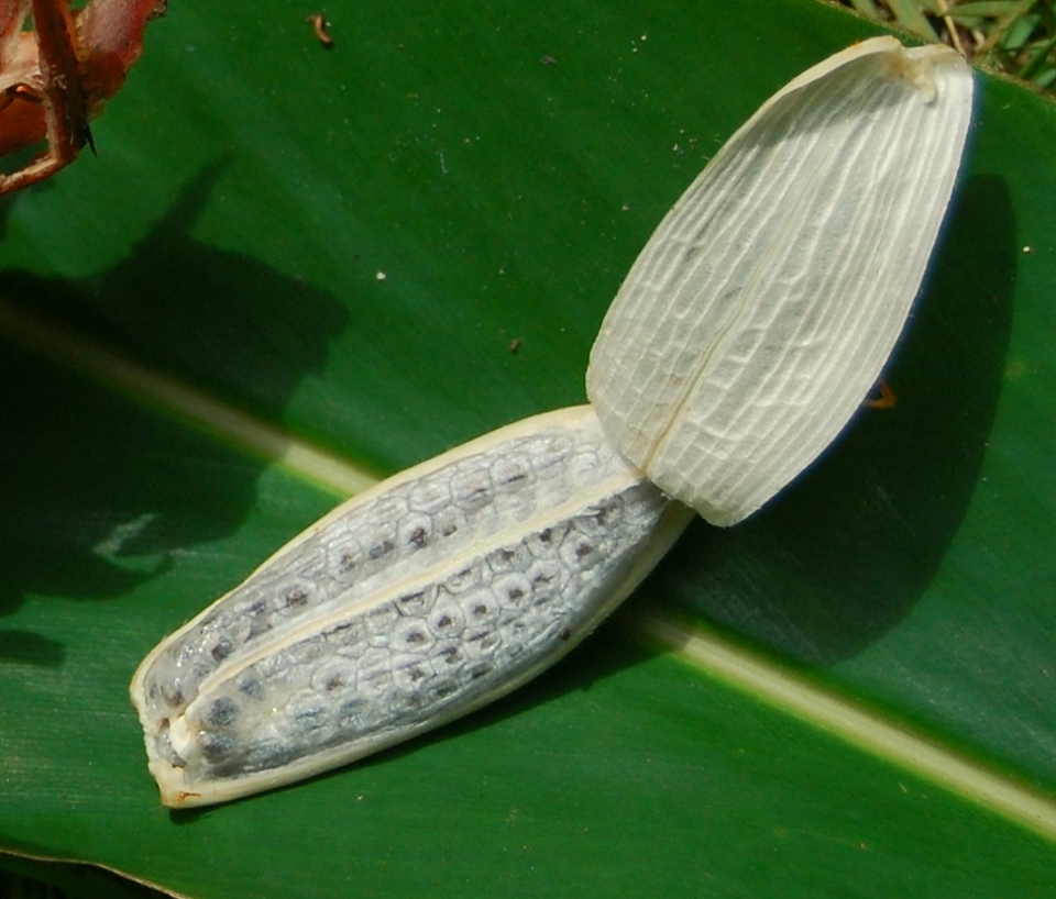 Hornstedtia conica