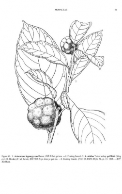 Artocarpus hypargyreus