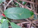 Maytenus robusta