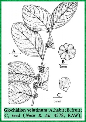 Glochidion velutinum