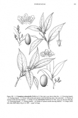 Symplocos adenophylla