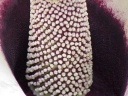 Amorphophallus prainii